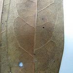 Licaria chrysophylla 其他