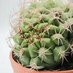 Gymnocalycium saglionis Leaf