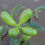 Xylopia katangensis Fruto
