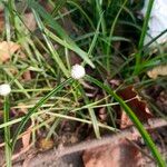 Cyperus brevifolius Floro