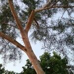Acacia confusa Elinympäristö