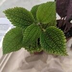 Pilea mollis Hoja