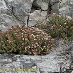 Frankenia corymbosa Habit