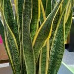 Dracaena trifasciata Облик