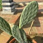 Opuntia ficus-indica葉