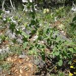 Stachys spinulosa Deilen