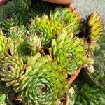 Sempervivum tectorumLeaf