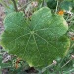 Alcea setosa Leaf