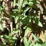 Stevia minor