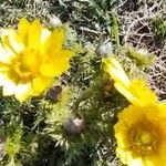 Adonis vernalisFlower