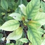 Clutia pulchella Leaf