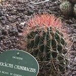 Ferocactus cylindraceus Blad