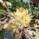 Laurus novocanariensis Цвят