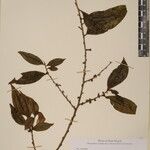 Eurya cerasifolia 其他