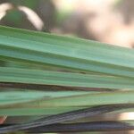 Schoenocaulon officinale Folha