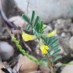 Hippocrepis biflora Fula