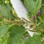 Amaranthus blitum पत्ता