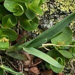 Helictochloa versicolor 葉