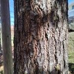 Quercus palustris പുറംതൊലി