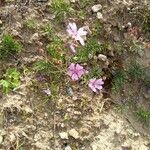 Geranium tuberosum 花