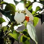 Mussaenda frondosa Blomst