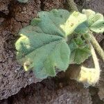 Malvella sherardiana Leaf