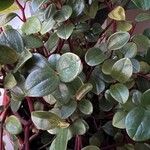 Peperomia glabella Foglia