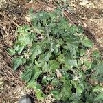 Abutilon indicum Blad