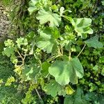 Lavatera arborea 整株植物