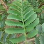 Melianthus major Листок