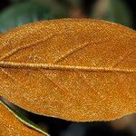 Rhododendron beanianum Feuille