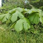 Croton smithianus Leaf