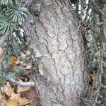 Cedrus atlantica 'Glauca Pendula'Kôra