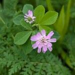 Trifolium resupinatum Flors