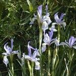 Iris missouriensis 整株植物