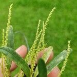 Stelis hymenantha Flower