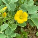 Oxalis dillenii Flower