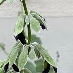 Salvia discolor Flower