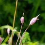 Allium carinatum 花