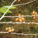 Xylopia sericea Fruit