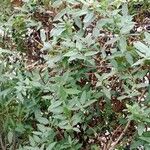 Lonicera acuminata Облик