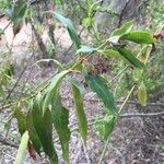 Kraussia floribunda Hoja