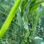 Veronica serpyllifoliaKwiat