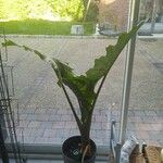 Philodendron giganteum Habit