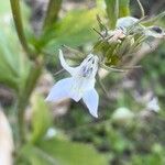 Lobelia inflata Flower