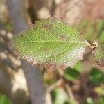 Azara dentata ᱥᱟᱠᱟᱢ