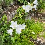 Campanula persicifoliaFlor