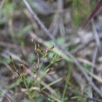 Fimbristylis autumnalis Habit