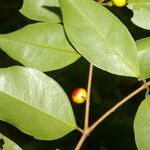 Eugenia oerstediana Fruto