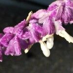 Salvia leucantha 花